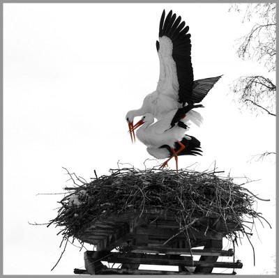 Hoch-DSC_1625-2-ck.jpg