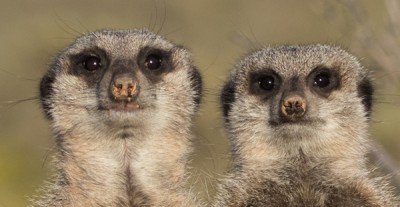 Erdmännchen.jpg