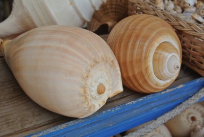 Muscheln.JPG