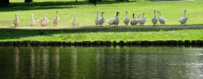 Gänsetreffen.JPG