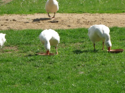 Gänse.JPG