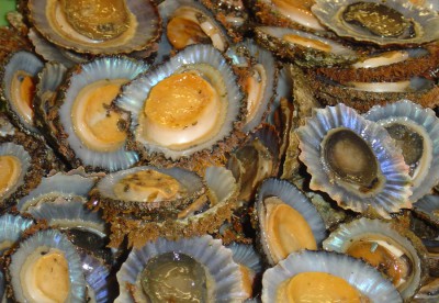 Muscheln.jpg