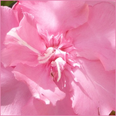 P1040643-rosa.jpg