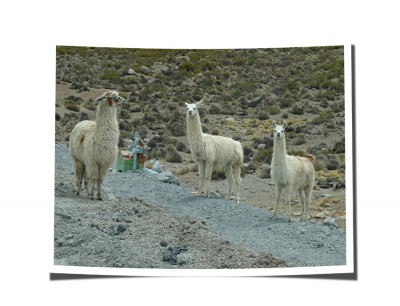 P1110682Lamas1.jpg