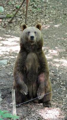 Braunbär.JPG