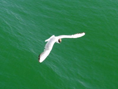 Möwe.JPG