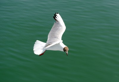 Möwe-.JPG