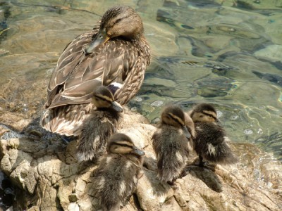 Enten - Pause.jpg