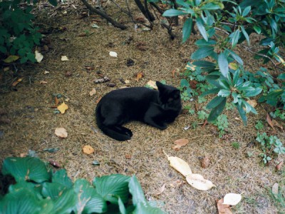 Tiger-eins.jpg