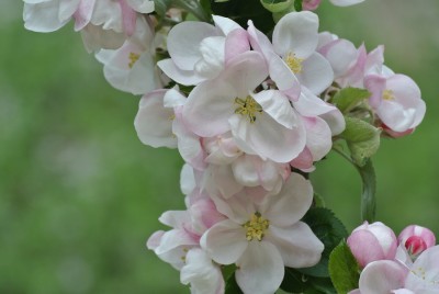 Kirschblüten.JPG
