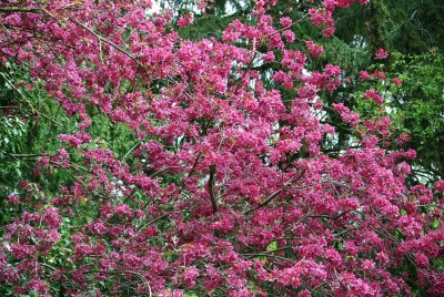 Blütenpracht am Baum.JPG