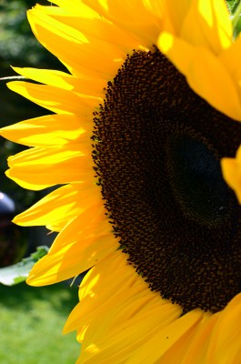 Sonnenblume1.jpg