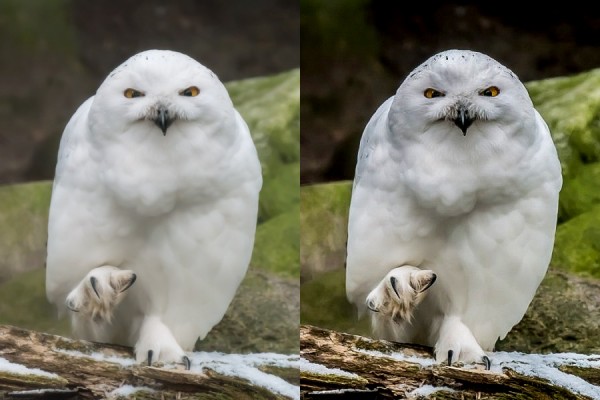 Eulen.jpg