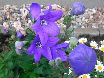 Ballonblume.jpg