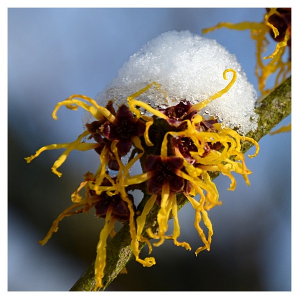 Winter-DSC_1570_3.jpg