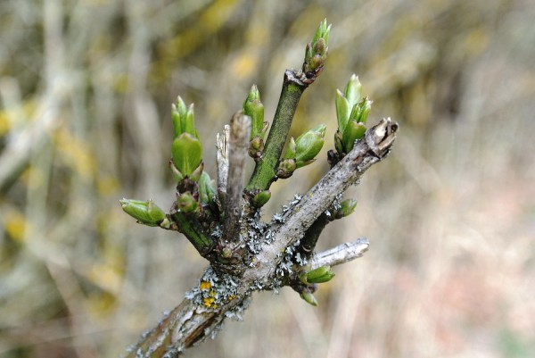 Die ersten Knospen.JPG