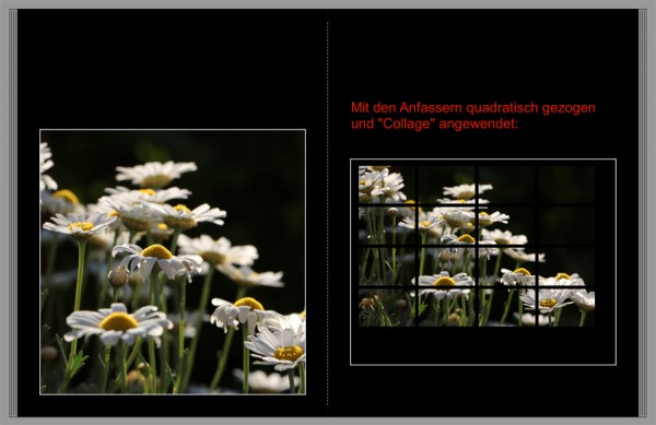 Collage2.jpg