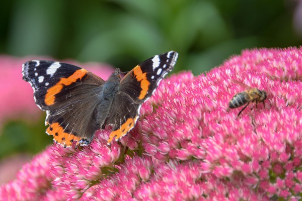 2016-GB-Cotehele-09162016-022.jpg