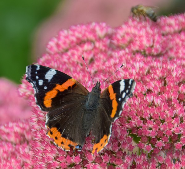 2016-GB-Cotehele-09162016-023.jpg