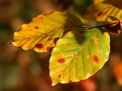 Herbstfarben.jpg