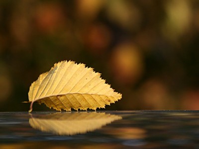 Blatt gespiegelt.jpg