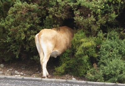 Halbe Kühe kann man bisweilen im zentralen Hochland auf Madeira beobachten.jpg