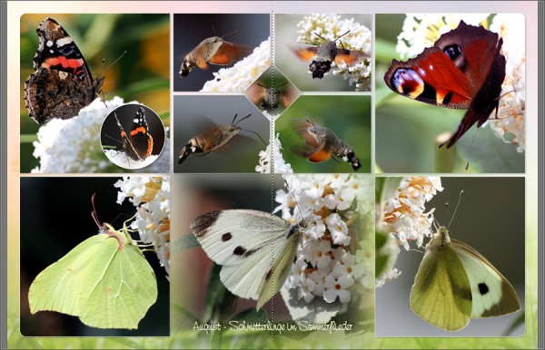 Schmetterlinge.jpg