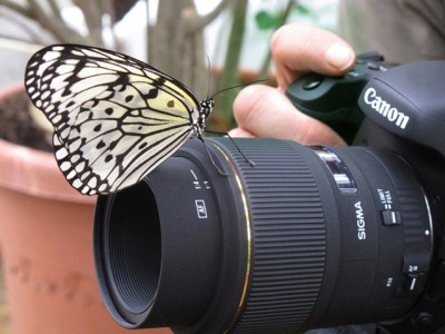 schmetterling canon.jpg