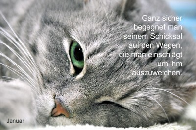 charlottaaugejanweb.jpg