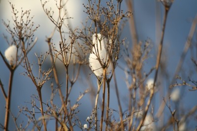 IMG_7339.JPG