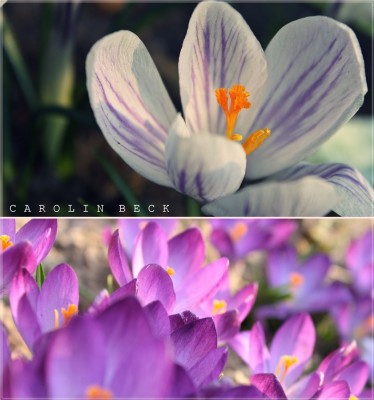 Frühling.jpg