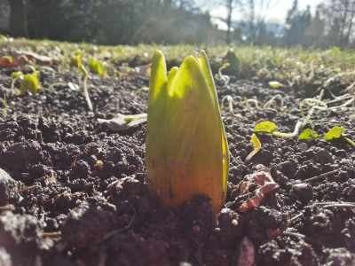 Blume_k.jpg
