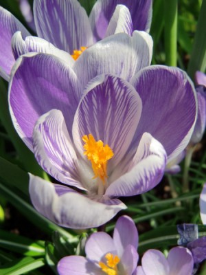 Frühling 4.jpg