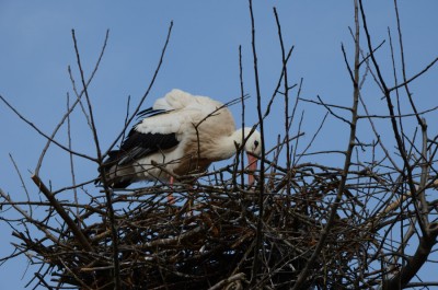 DSC_1695_Nestbau.jpg
