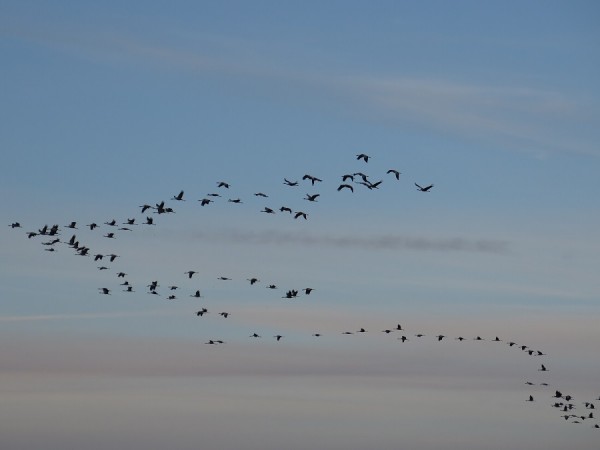 Zugvögel.JPG