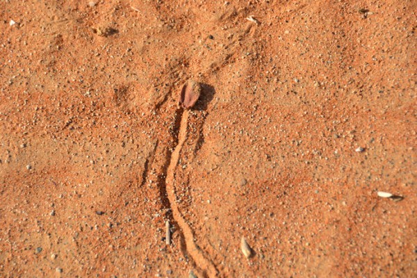 DSC_0349.jpg