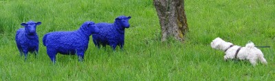 Das Hundi hatte Respekt vor dem Blauen etwas.jpg