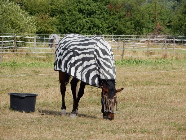 Zebra-Pferd.jpg