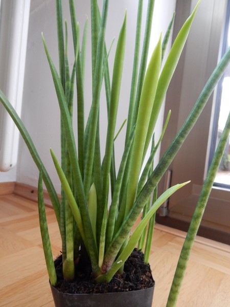 Streifen Sanseveria.jpg