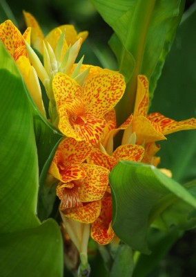 Blume.JPG