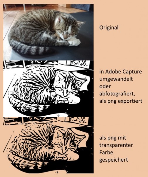 adobe-capture-Kater.jpg