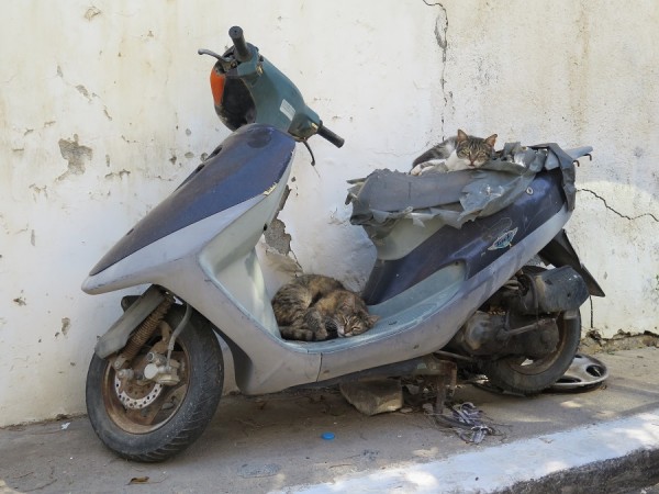 MotorradKatzen.JPG