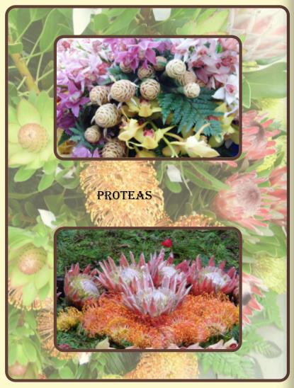 Proteas.jpg