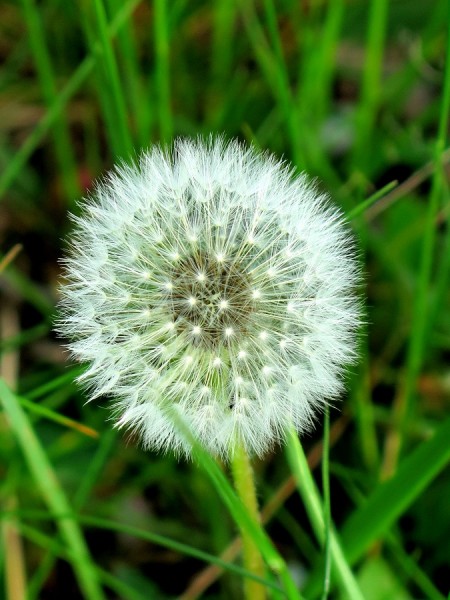 Pusteblume.JPG