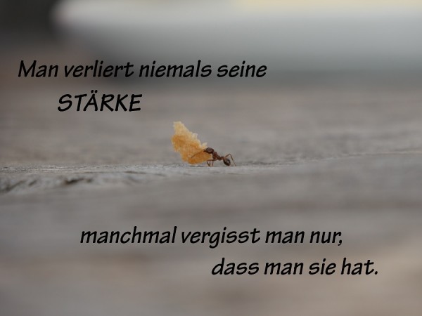 Ameise Spruch.jpg