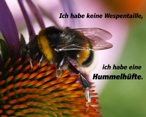 Spruch Hummel.jpg