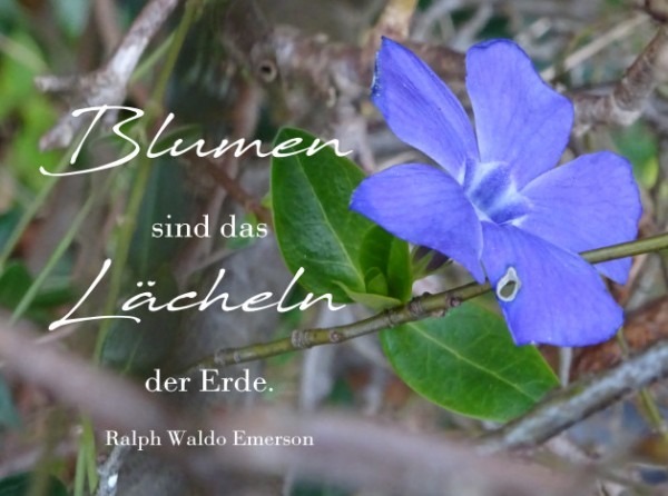 Blumen sind ....jpg