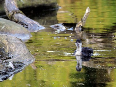 Plesshuhn-Küken-Spiegelung.jpg