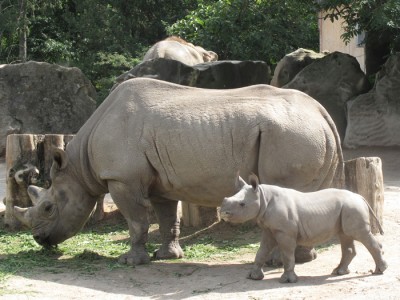 Spitzmaulnashorn Zoo KR.jpg