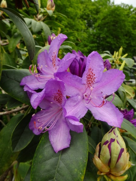 Rhododendron 3.JPG